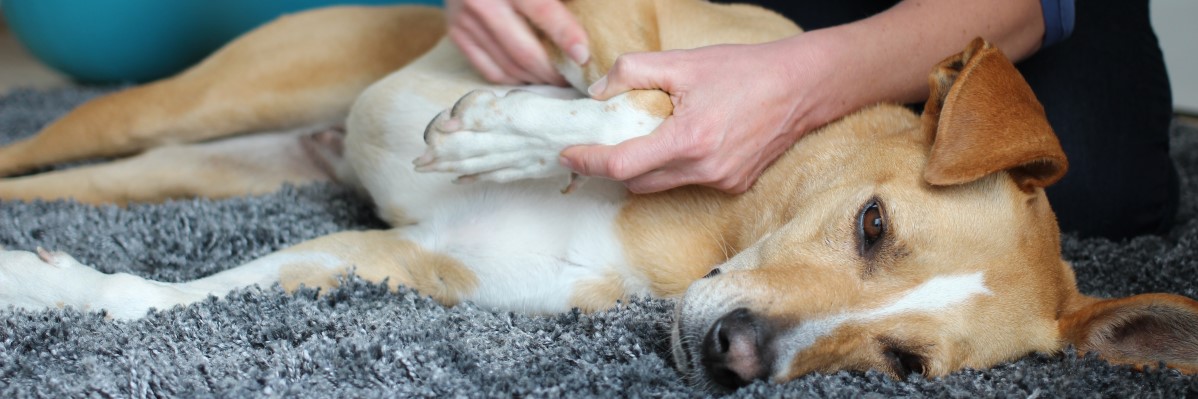 Mobile Hundephysiotherapie
